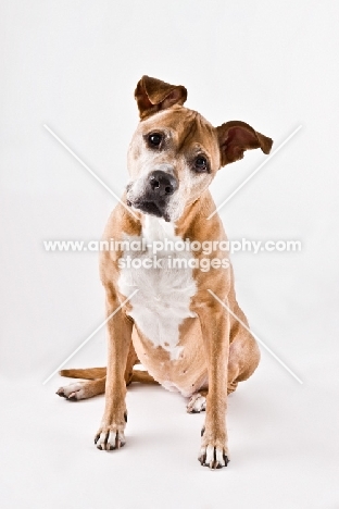 American Pit Bull Terrier looking into camera