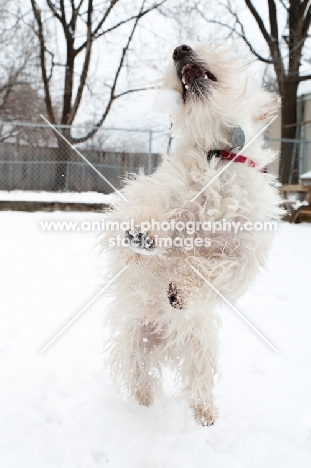 wheaten Scottish Terrier jumping up to catch a snowball.