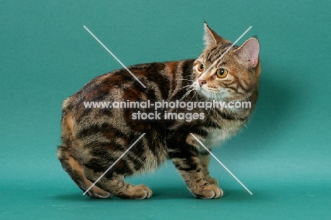 Brown Classic Torbie Manx cat in studio