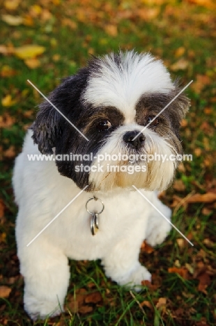 Shih Tzu looking at camera