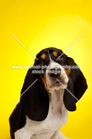 Basset Hound cross Spaniel puppy on a yellow background