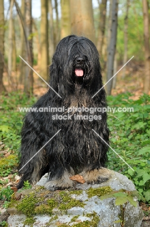 Cao da Serra de Aires (aka Portuguese Sheepdog)