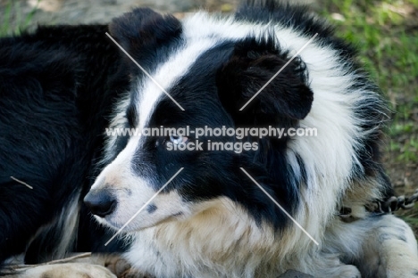 blue eyed border collie looking alert