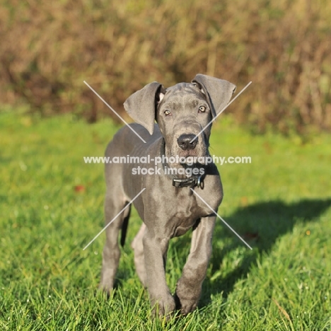 10 week old great dane puppy, blue colour, in grass