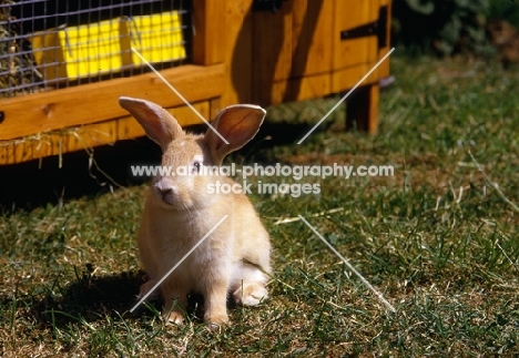 argente creme rabbit 8 weeks old, beside hutch