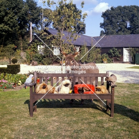 three pekingese on bench with  donkey, 2 cats and parrot. don't do this at home, donkey ran off pulling bench