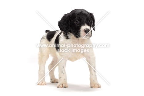 Brittany puppy standing on white background