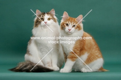 two Siberians on green background