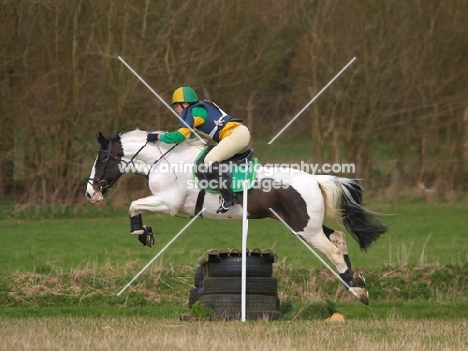 Skewbald horse jumping over tires