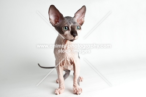 young sphynx cat, front view