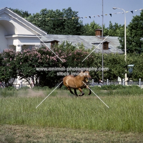 viatka pony galloping at moscow exhibition of economic achievement