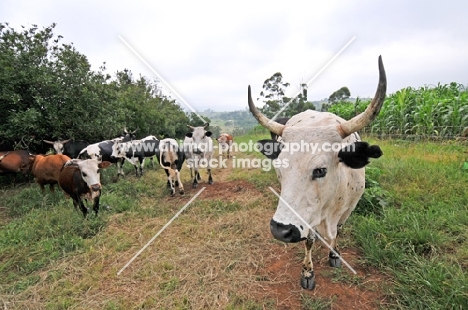 Nguni Cattle