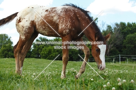 young Appaloosa walking in field