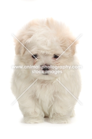Maltese puppy on white background, front view
