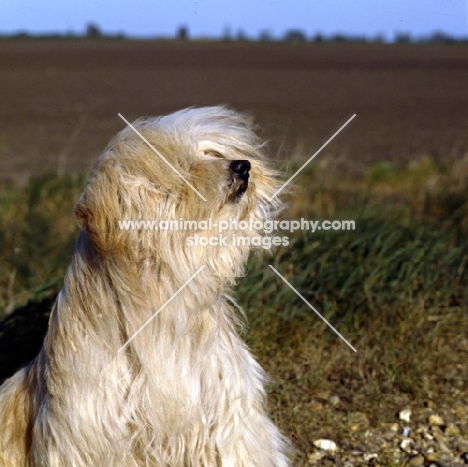 tibetan terrier in wind