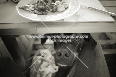 Dobermann-cross begging food from under the table at a restaurant