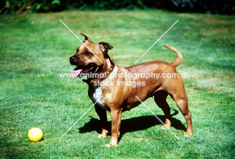 happy staffordshire bull terrier bitch with ball