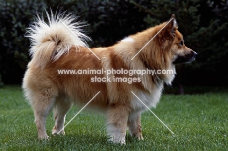 iceland dog standing on grass in iceland