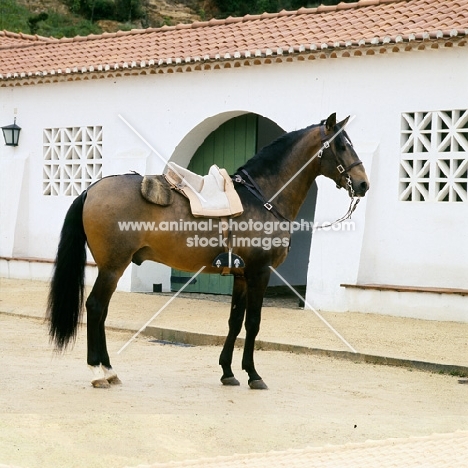 lusitano bullfight horse with bullfight saddle