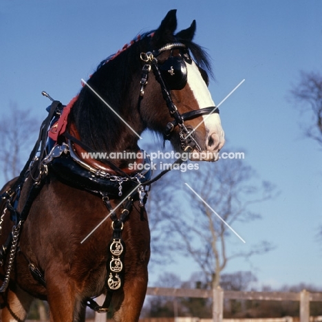 portrait of shire horse with decorations and harness  