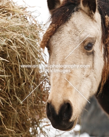 Morgan horse near hay