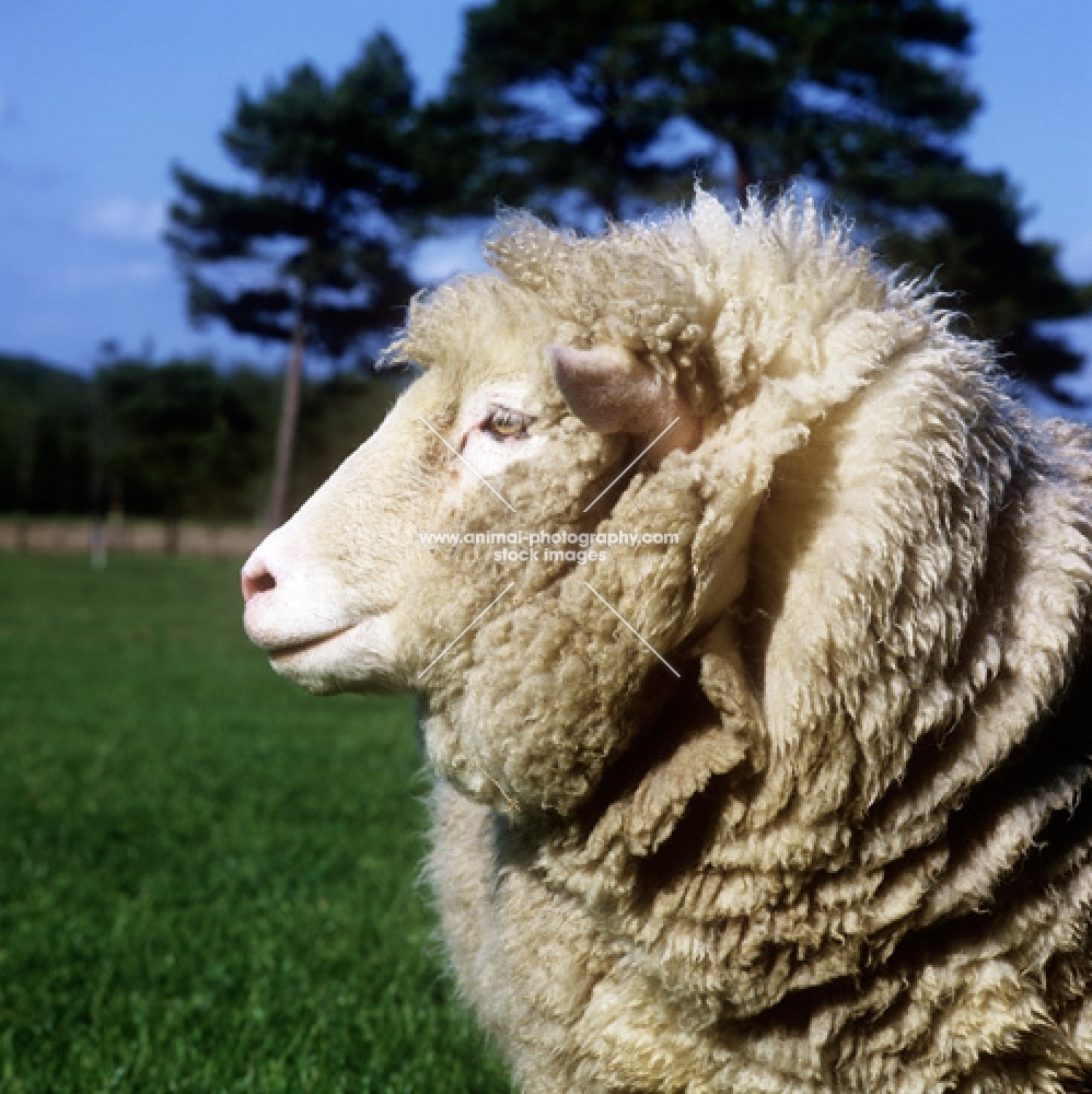 poll dorset sheep portrait