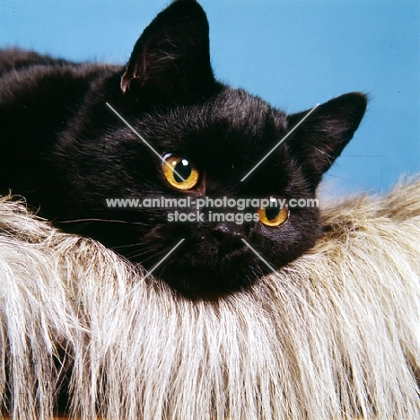black short hair cat 