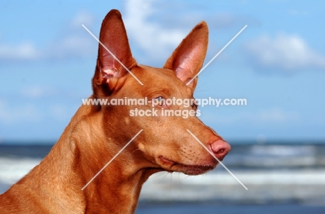 Pharaoh Hound