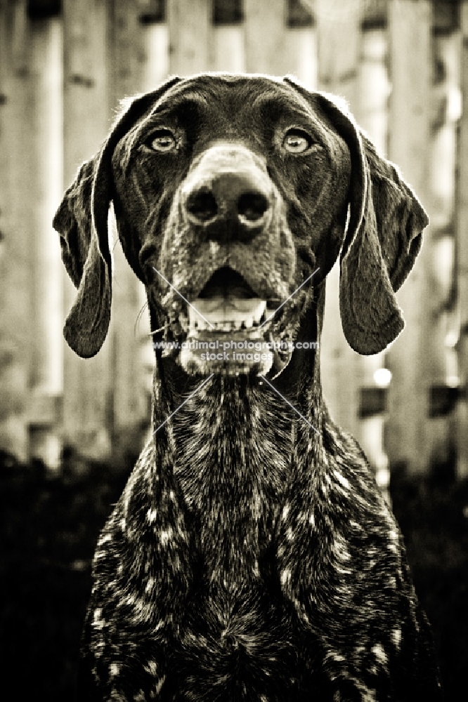 german shorthaired pointer portrait