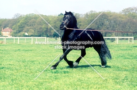 welsh cob on lunge