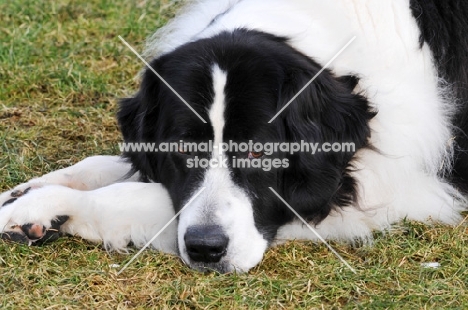 Newfoundland, also known as Landseer European Continental Type (E.C.T.)