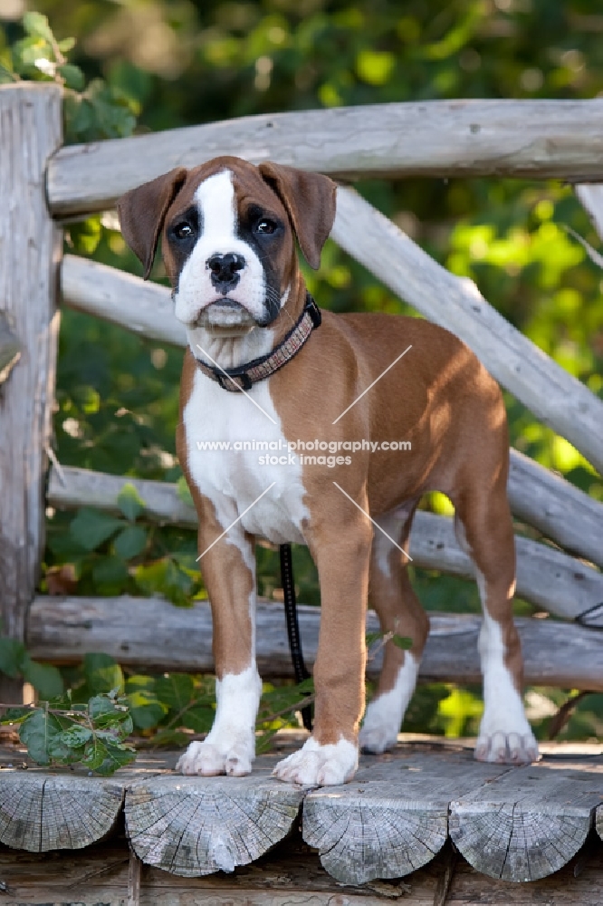 Boxer puppy standing on wooden bench