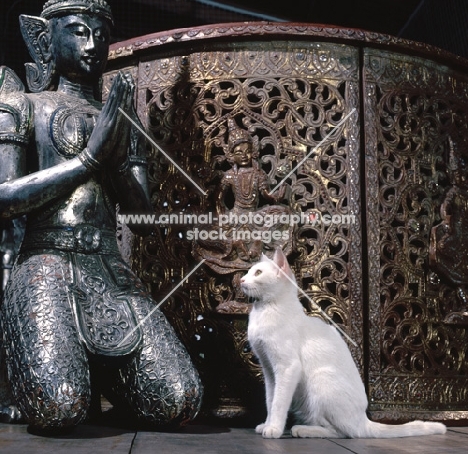 Kao Manee cat, sitting near buddha statue