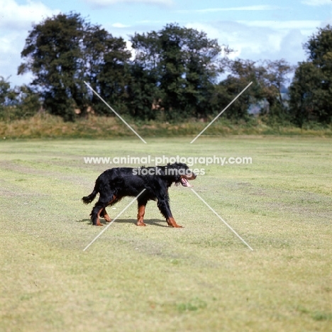 gordon setter walking across field