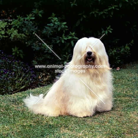 champion tibetan terrier sitting