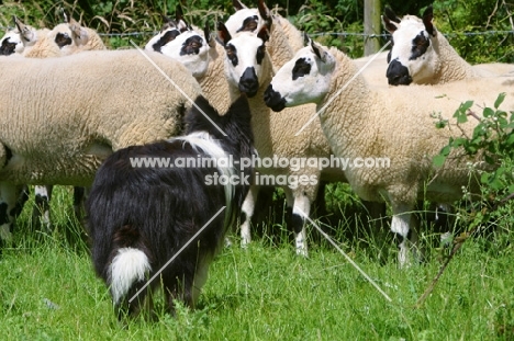 Border Collie herding