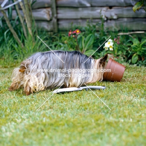 yorkie with head in flower pot