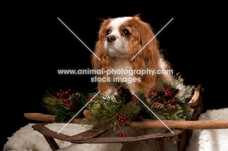 cavalier king charles spaniel at christmas time