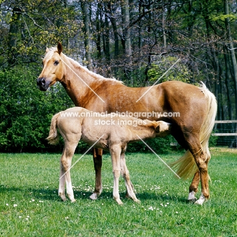 palomino mare with her chestnut foal suckling