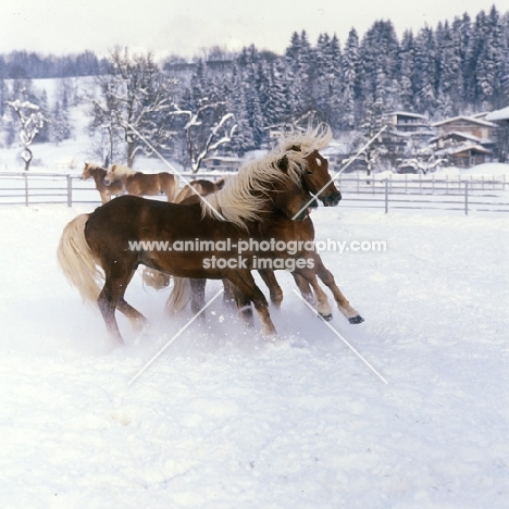 group of Haflinger colts acting up together in the snow