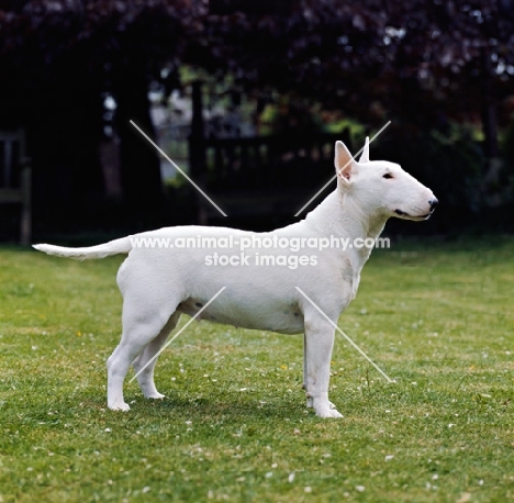 bull terrier standing on grass