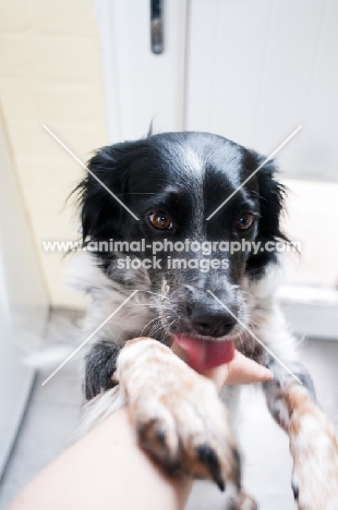 Sprollie (collie/ english springer spaniel cross) licking arm