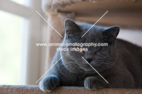 blue British Shorthair cat on cat tree