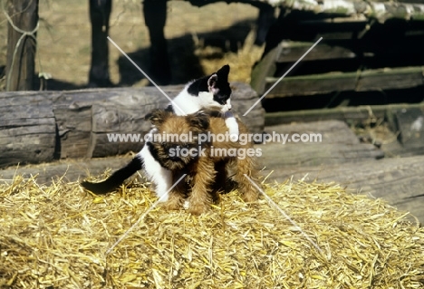 kitten trying to climb over griffon puppy