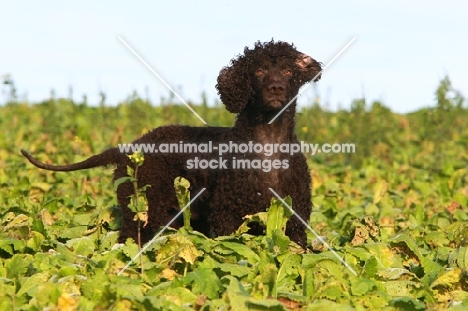 Irish Water Spaniel amongst greenery