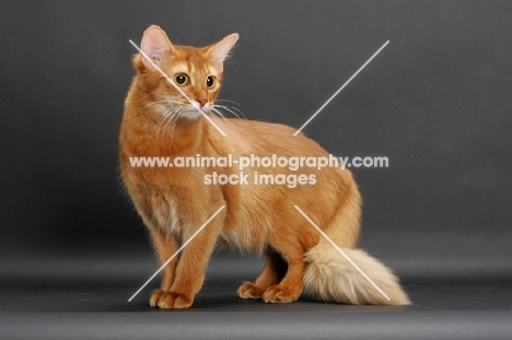 sorrel somali cat standing