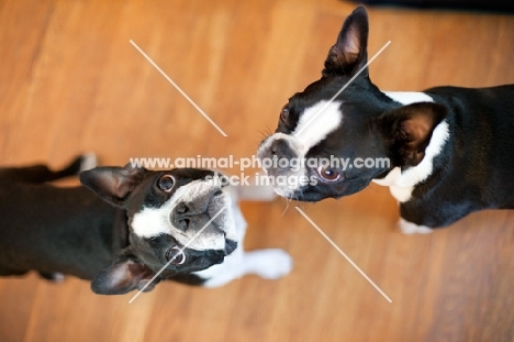 two Boston Terriers
