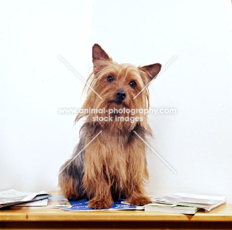 pet yorkshire terrier on table with books