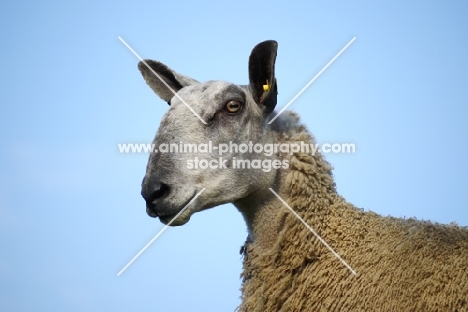 Bluefaced Leicester ewe