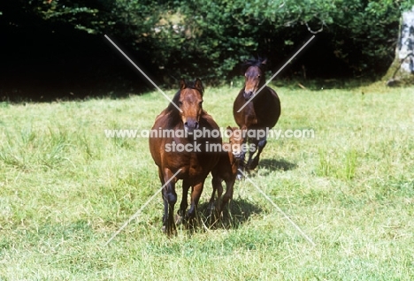 dartmoor ponies with a foal in a field